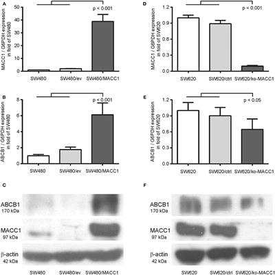 Restoring Treatment Response in Colorectal Cancer Cells by Targeting MACC1-Dependent ABCB1 Expression in Combination Therapy